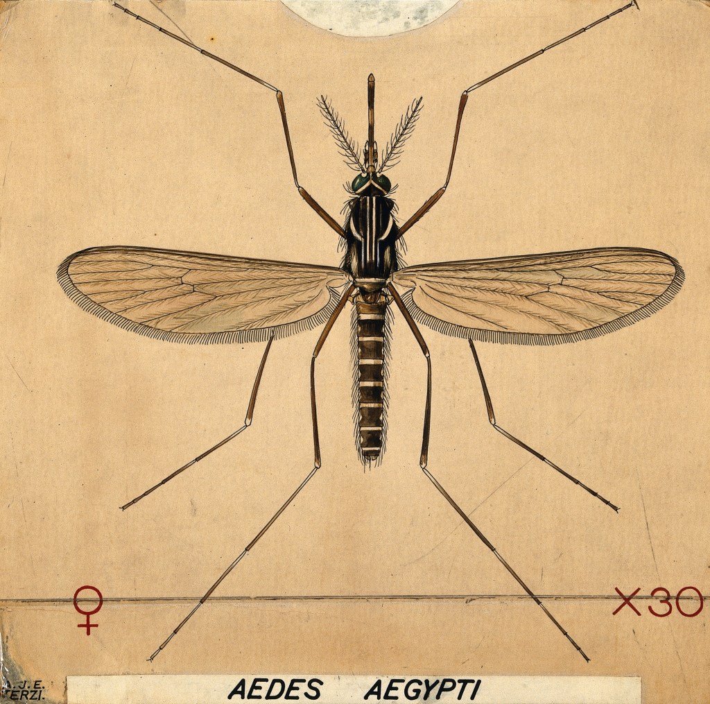 Sketch of a mosquito. 